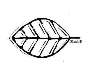 Organic Cotton Hoodie with Leaf Print