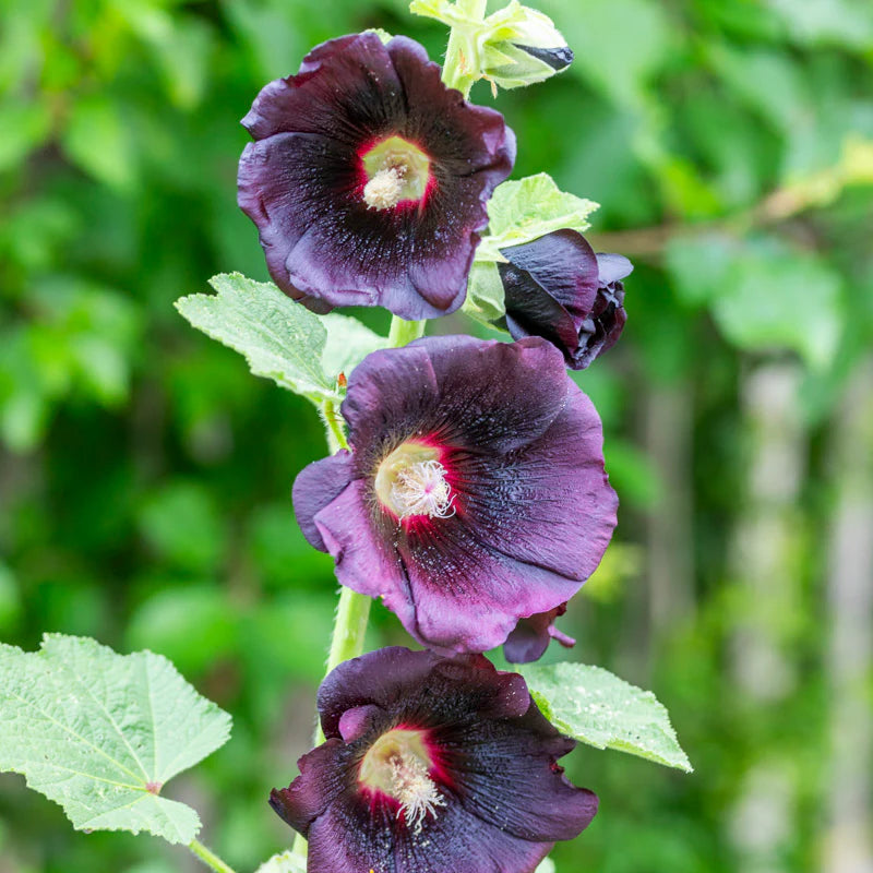 Eco dye T-shirt in black hollyhock